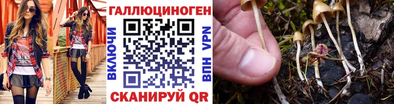 Купить  Вязники  Псилоцибиновые грибы Psilocybe 